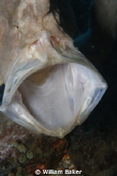 Frog Fish by William Baker 